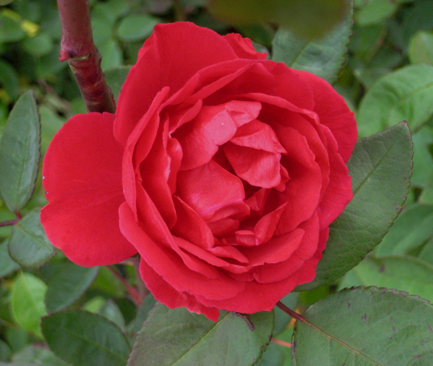 Blaze Climbing Rose (Rosa CL 'Blaze') - 3 gallon -Ship Only