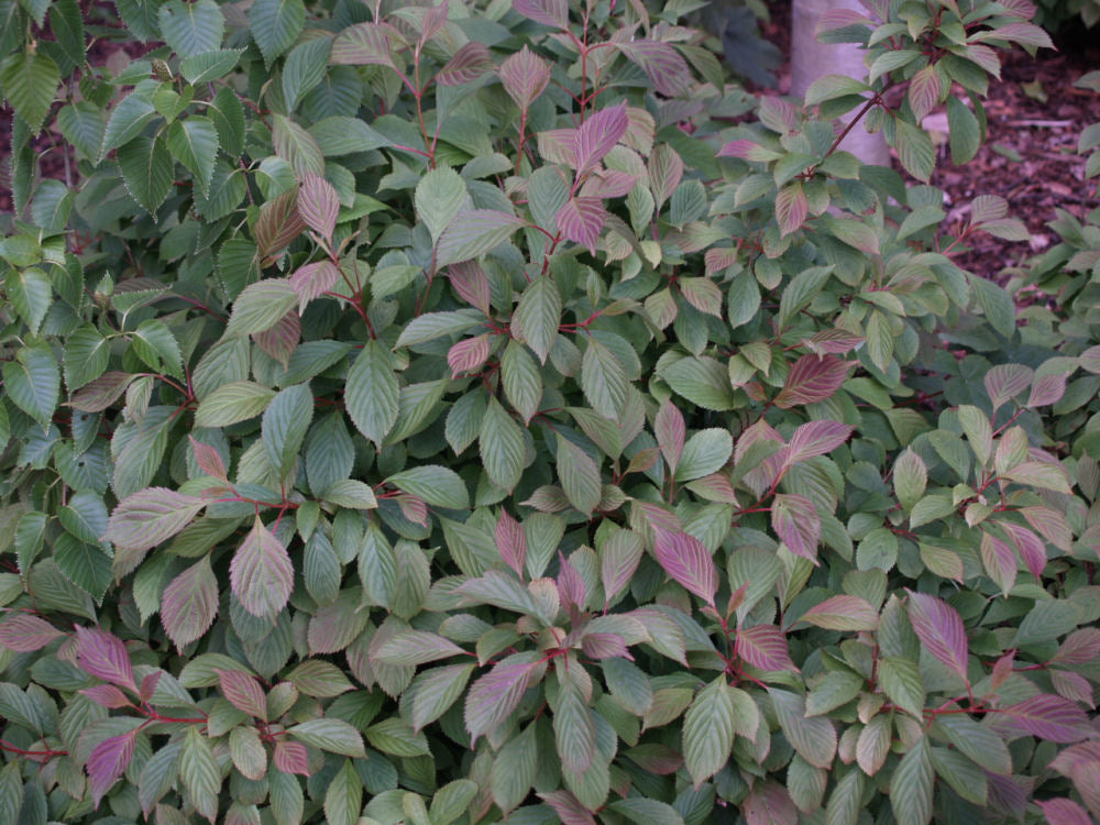 Dwarf Fragrant Viburnum (Viburnum farreri 'Nanum') - 3 gallon 15" -Ship Only
