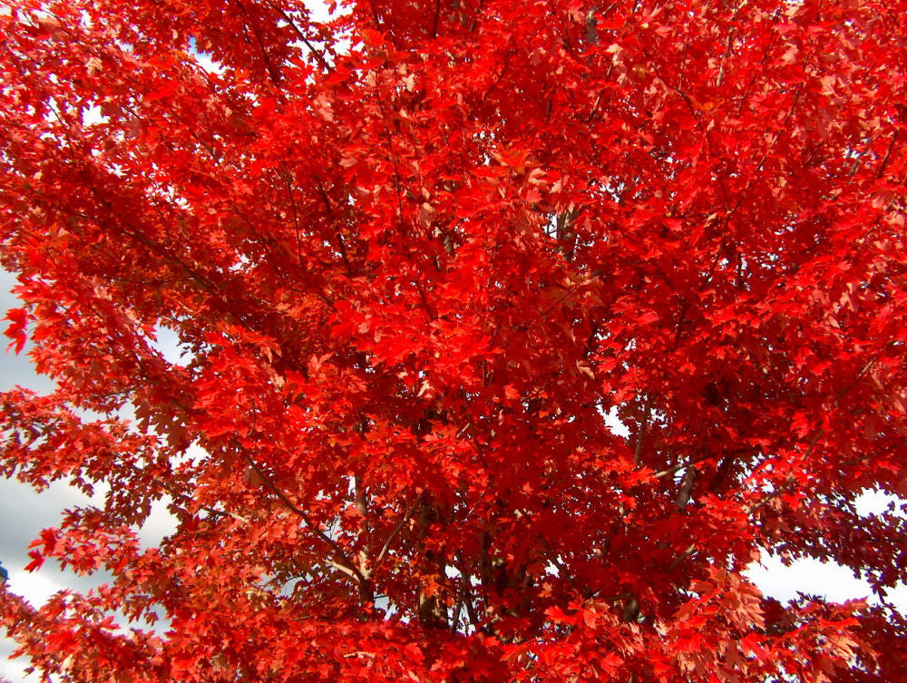 Autumn Blaze® Red Maple (Acer x freemanii 'Jeffersred') - 3 gallon 48" -Ship Only