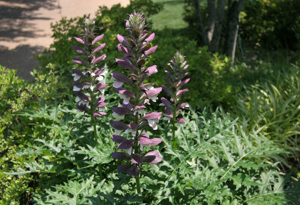 Spiny Bear’s Breeches (Acanthus spinosus) - 1 gallon -Ship Only
