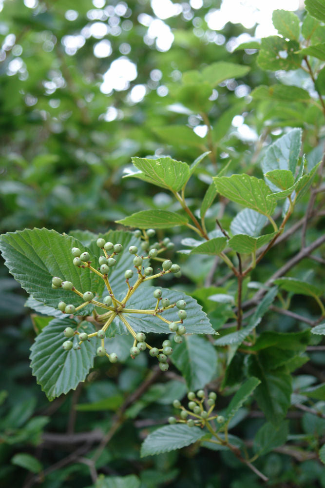 Chicago Lustre™ Viburnum (Viburnum dentatum 'Synnestvedt') - 3 gallon 24" -Ship Only