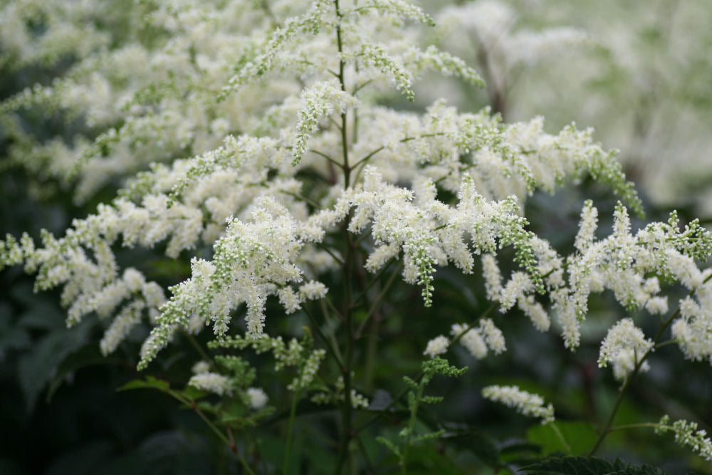 Bridal Veil Astilbe (Astilbe x arendsii 'Bridal Veil') - 1 gallon -Ship Only