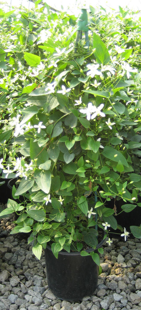 Sweet Autumn Clematis (Clematis paniculata) - 1 gallon -Ship Only