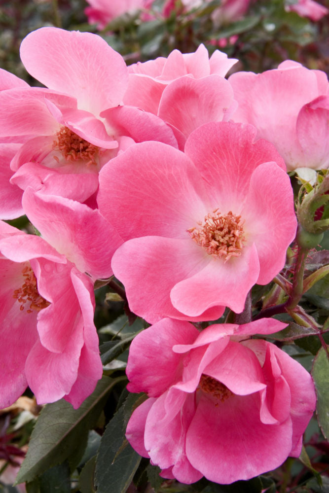 Pink Knock Out® Rose (Rosa K.O 'Radcon') - 2 gallon -Ship Only