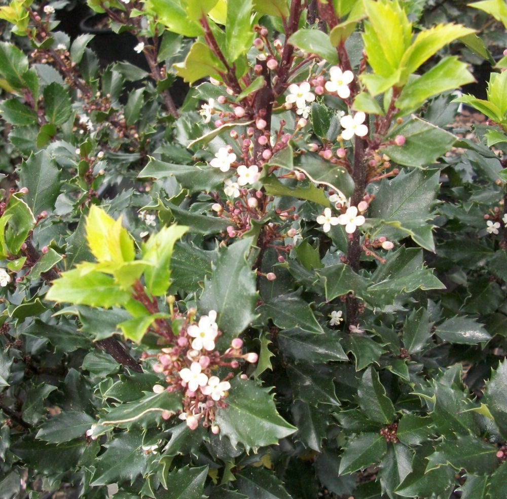 Blue Prince™ Meserve Holly (Ilex x meserveae 'Blue Prince') - 3 gallon 15" -Ship Only