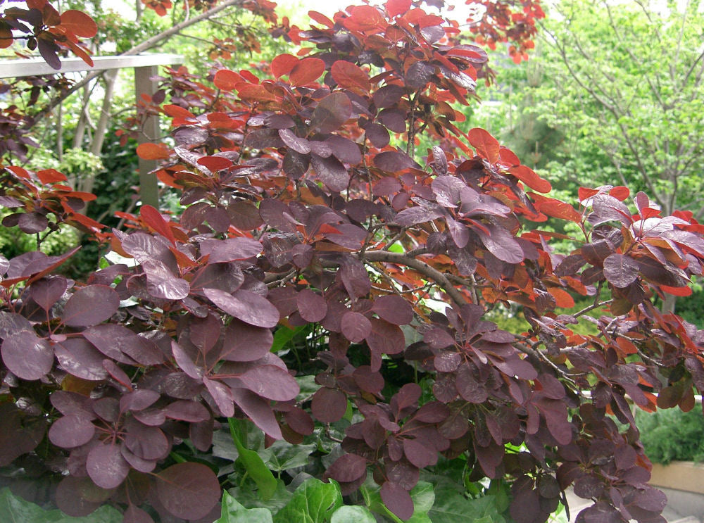 Royal Purple Smokebush (Cotinus coggygria 'Royal Purple') - 3 gallon 15" -Ship Only