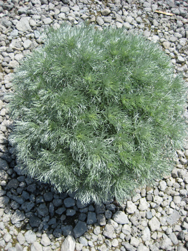 Wormwood 'Silver Mound' (Artemisia schmidtiana 'Silver Mound') - 1 gallon -Ship Only
