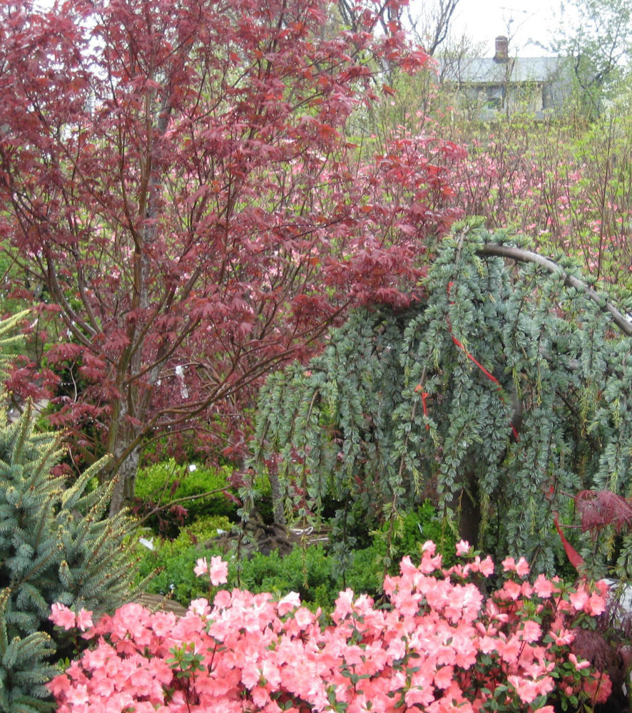 Bloodgood Japanese Maple (Acer palmatum 'Bloodgood') - 3 gallon 30-36" -Ship Only