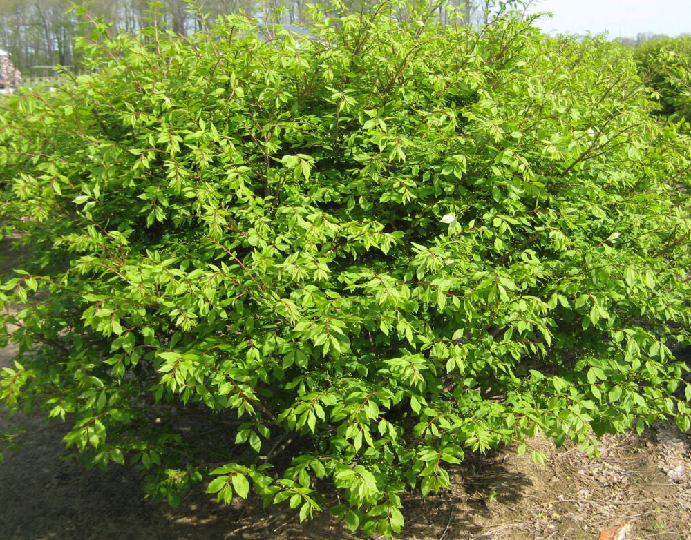 Dwarf Burning Bush (Euonymus alatus 'Compactus') - 3 gallon 15" -Ship Only