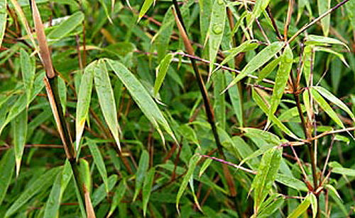 Hardy Bamboo (Fargesia rufa 'Rufa') - 1 gallon -Ship Only