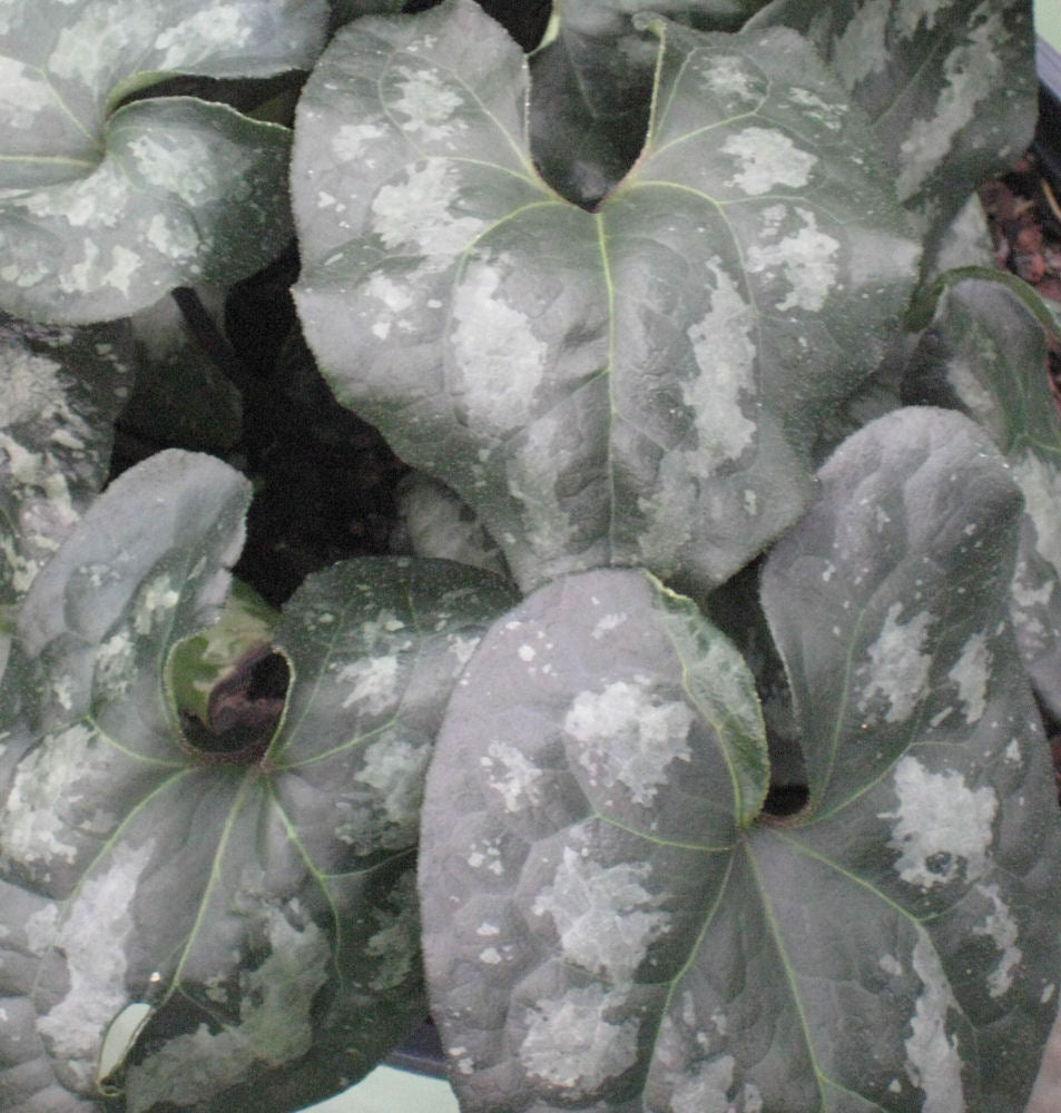 Chinese Wild Ginger (Asarum splendens) - 1 gallon -Ship Only