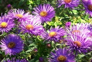 Purple Dome Aster (Aster novi-belgii 'Purple Dome') - 1 gallon -Ship Only