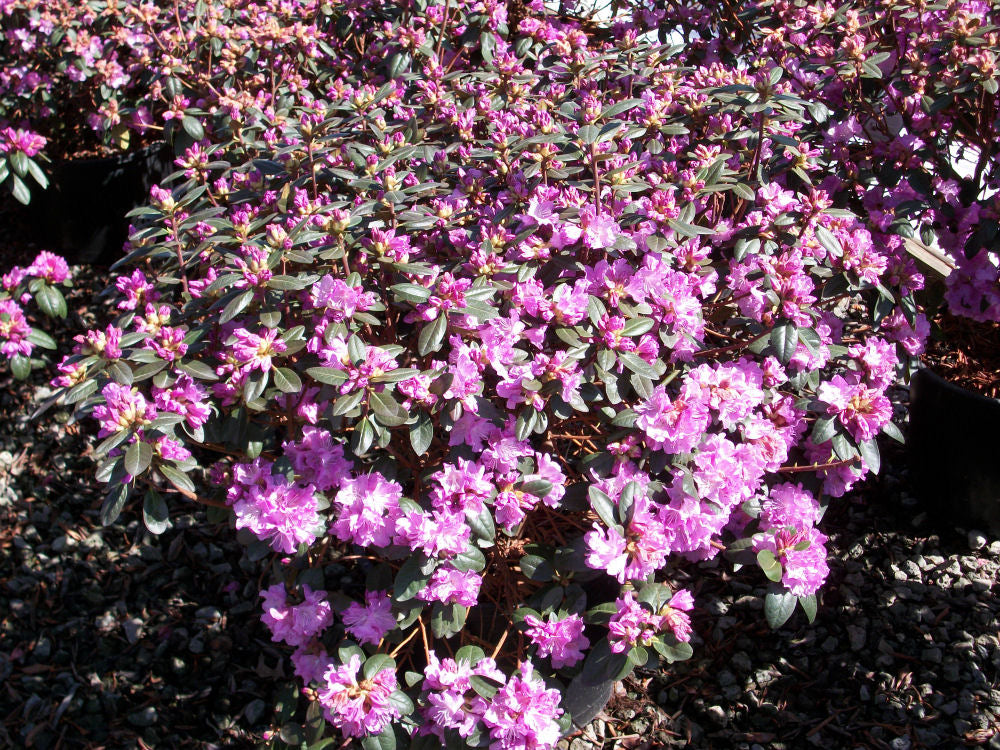PJM Elite Rhododendron (Rhododendron 'PJM Elite') - 3 gallon 15" -Ship Only