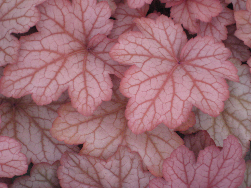 Georgia Peach Coral Bells (Heuchera georgia 'Georgia Peach') - 1 gallon -Ship Only