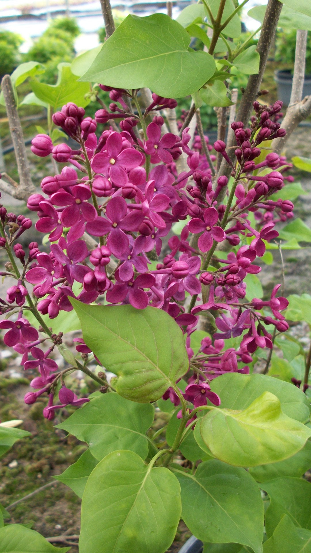 Declaration Lilac (Syringa x hyacinthiflora 'Declaration') - 3 gallon 24-30" -Ship Only