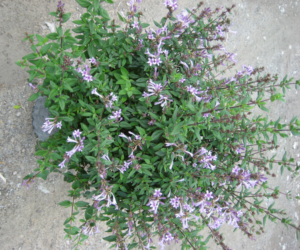 Baby Lilac Shrub (Leptodermis oblonga) - 2 gallon 10" -Ship Only