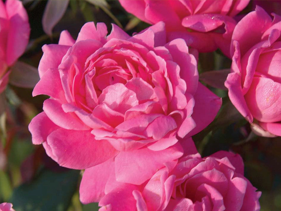 Double Pink Knock Out® Rose (Rosa K.O 'Radtkopink') - QT -Ship Only
