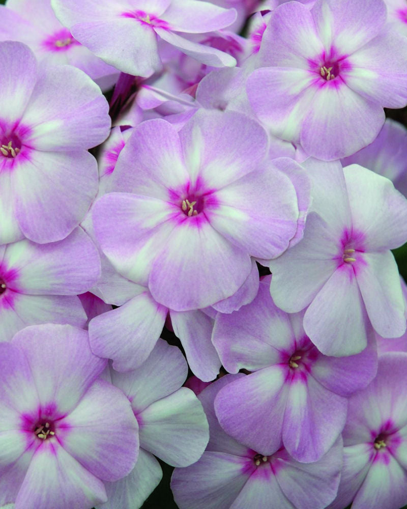 Cotton Candy™ Phlox (Phlox paniculata 'Ditomfav') - 1 gallon -Ship Only