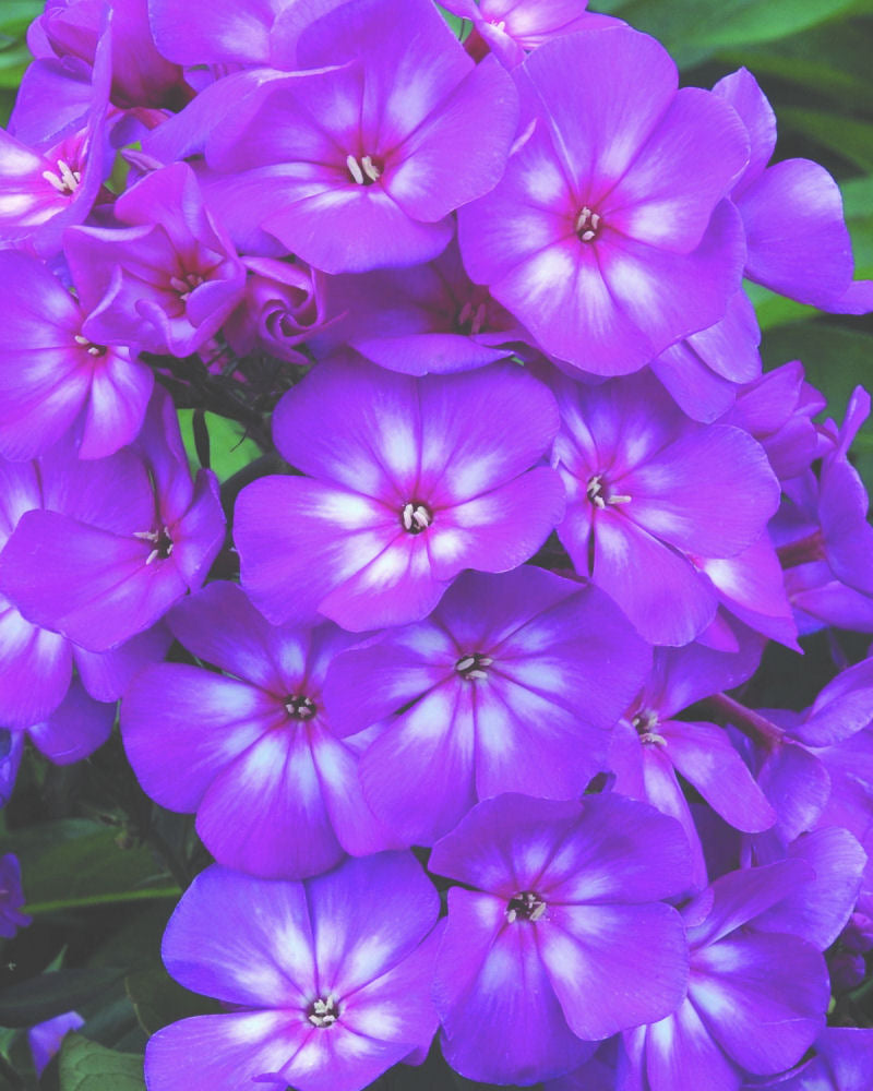 Grape Lollipop™ Phlox (Phlox paniculata 'Ditomsur') - 1 gallon -Ship Only