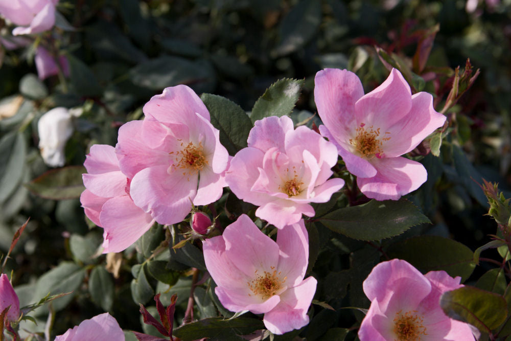 Blushing Knock Out® Rose (Rosa K.O 'Radyod') - QT -Ship Only