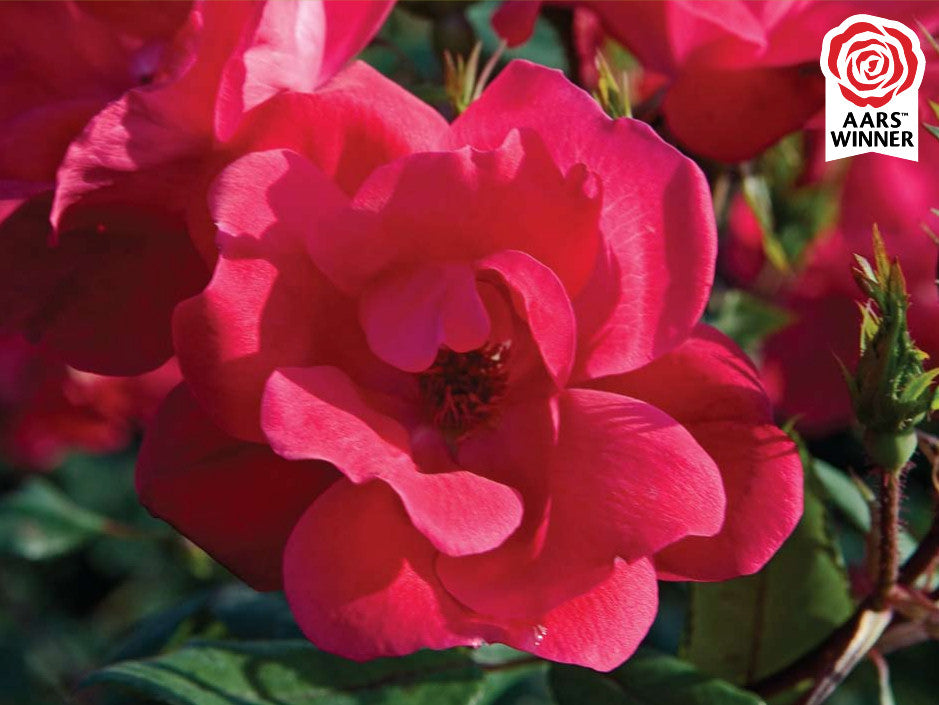 Red Knock Out® Rose (Rosa K.O 'Radrazz') - QT -Ship Only