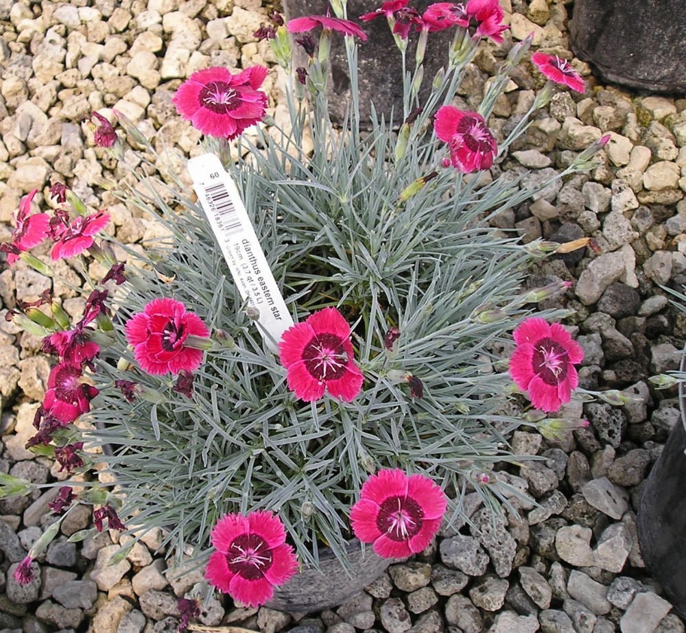 Eastern Star™ Pinks (Dianthus x 'Eastern Star') - 1 gallon -Ship Only