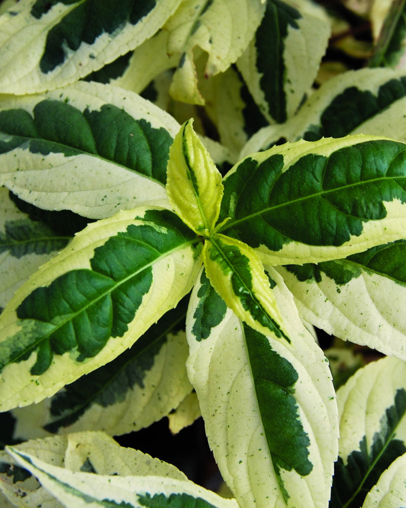 Cool Splash® Dwarf Bush Honeysuckle (Diervilla sessilifolia 'LDPC Podaras') - 3 gallon 12" -Ship Only