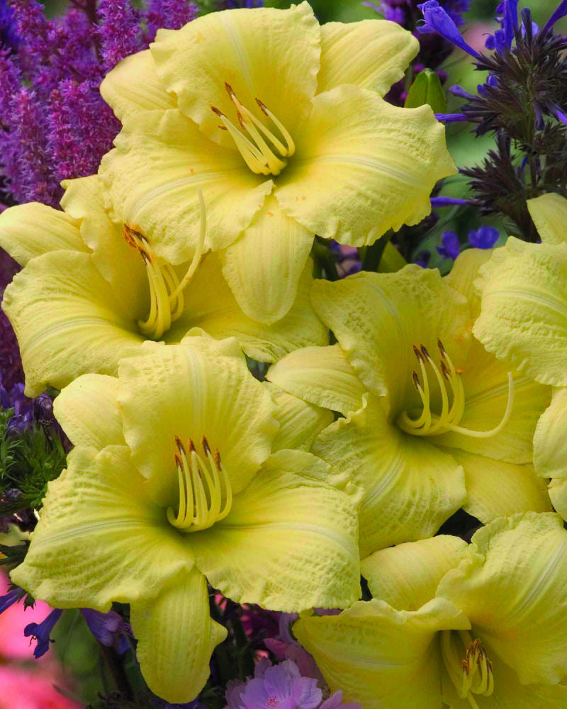 Rainbow Rhythm® 'Going Bananas' Daylily (Hemerocallis going 'Going Bananas') - 1 gallon -Ship Only