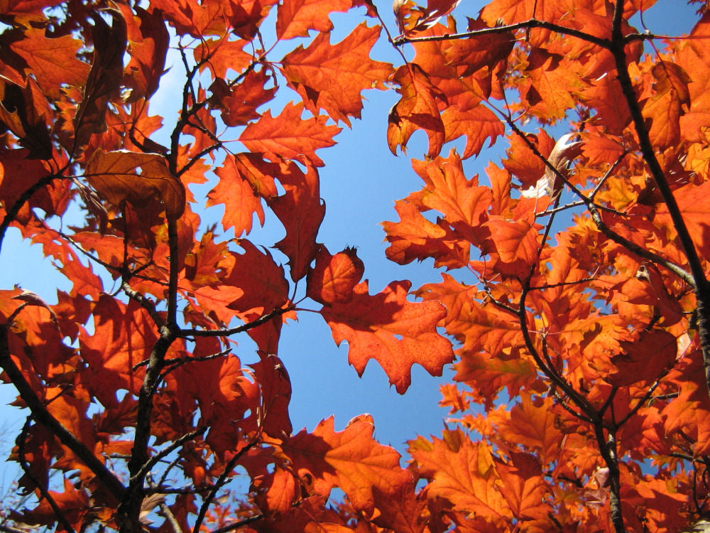 Northern Pin Oak (Quercus ellipsoidalis) - 3 gallon 60" -Ship Only