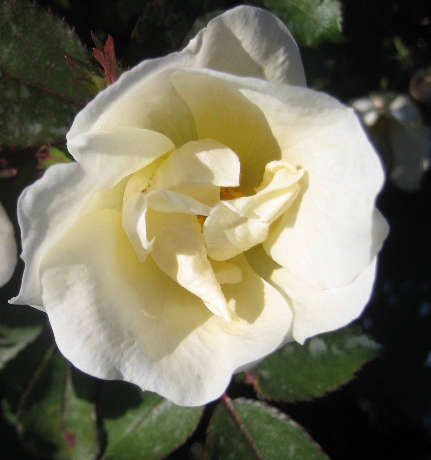 White Knock Out® Rose (Rosa K.O 'Radwhite') - 3 gallon -Ship Only