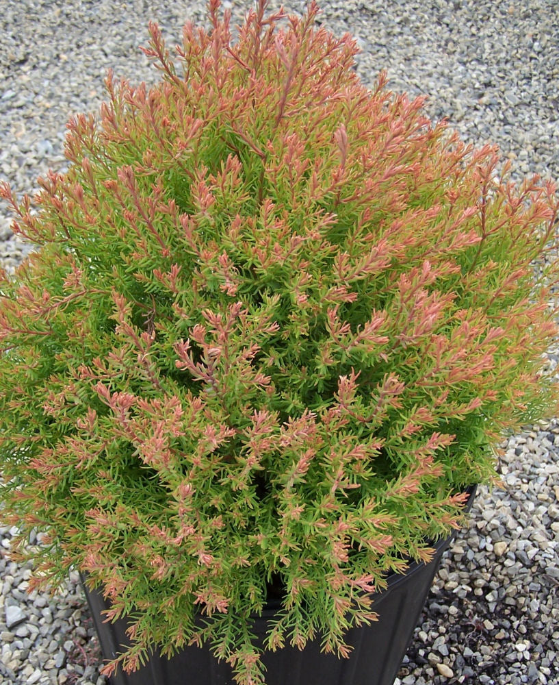 Fire Chief™ Arborvitae (Thuja occidentalis 'Congabe') - 3 gallon 12" -Ship Only