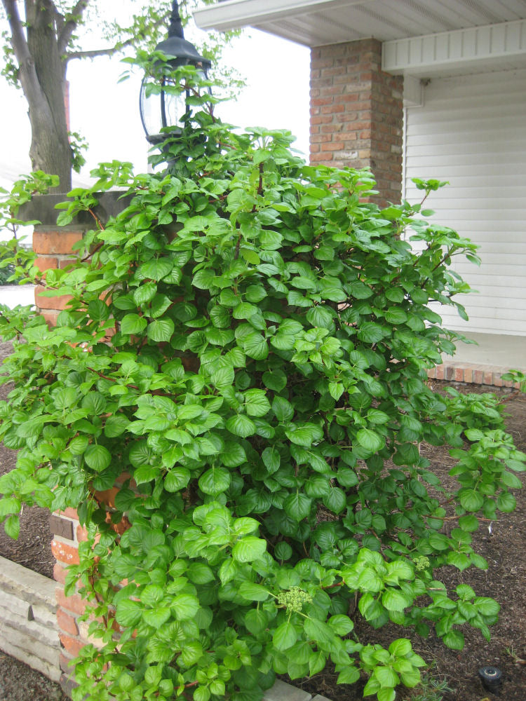 Climbing Hydrangea (Hydrangea 'Petiolaris') - QT -Ship Only