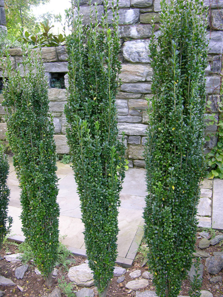 Sky Pencil Holly (Ilex crenata 'Sky Pencil') - QT -Ship Only