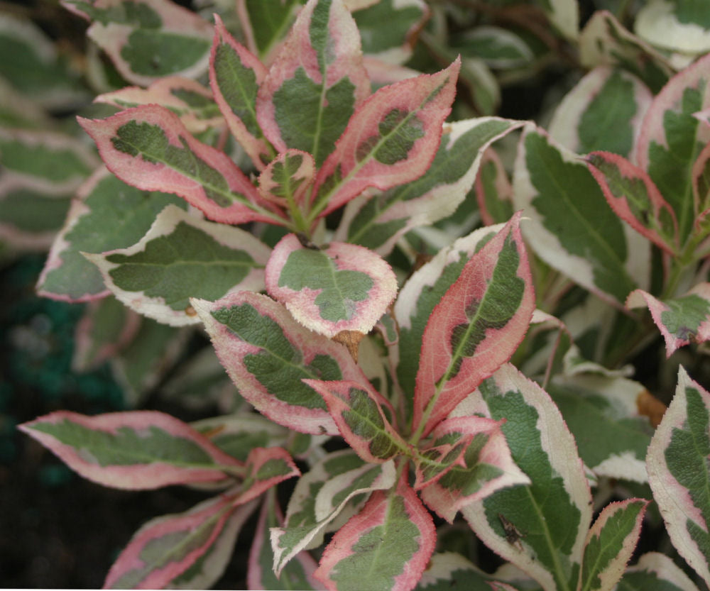 My Monet® Weigela (Weigela x 'Verweig') - QT -Ship Only