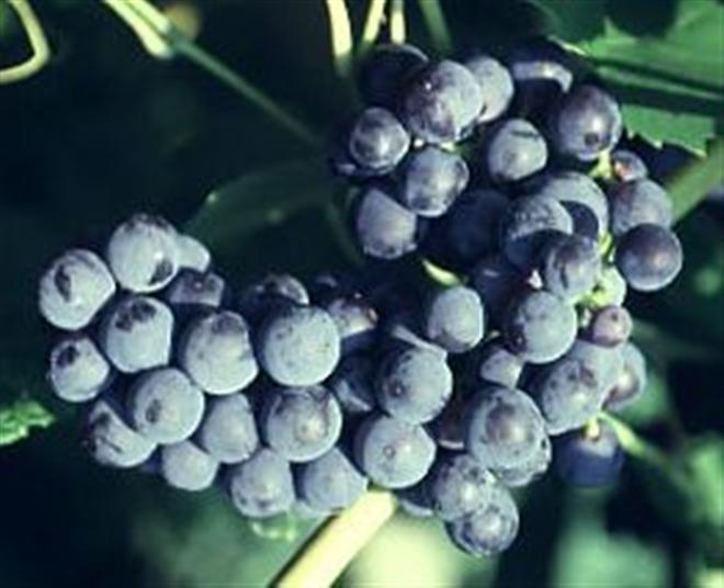 Mars Grape (Vitis mars 'Mars') - 1 gallon -Ship Only
