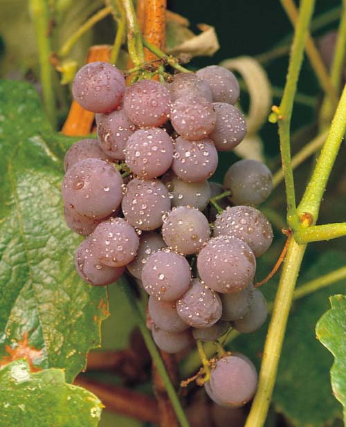 Canadice Grape (Vitis canadice 'Canadice') - 1 gallon -Ship Only