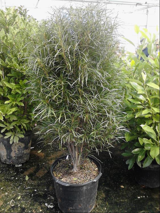 Fine Line® Buckthorn (Rhamnus frangula 'Ron Williams') - QT -Ship Only