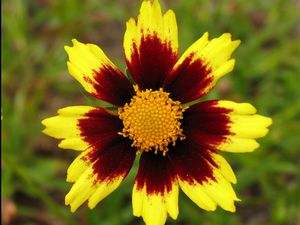 Big Bang™ Cosmic Eye Coreopsis (Coreopsis x 'Cosmic Eye') - 1 gallon -Ship Only
