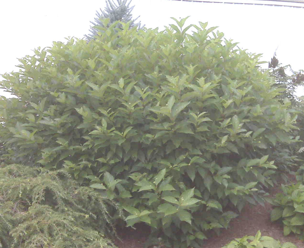 Button Bush (Cephalanthus occidentalis) - 2 gallon 12" -Ship Only