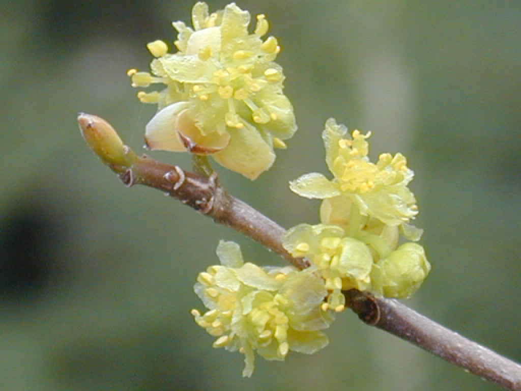 Spicebush (Lindera benzoin) - 2 gallon 10" -Ship Only