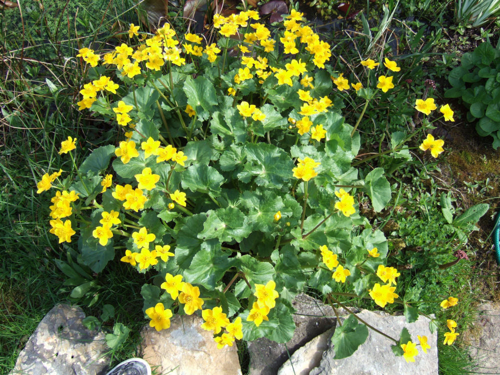 Marsh Marigold (Caltha palustris) - 1 gallon -Ship Only