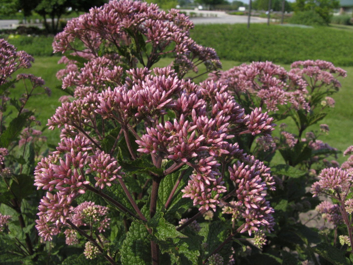 Little Joe™ Compact Joe-Pye Weed (Eupatorium purpureum 'Little Joe') - 2 gallon -Ship Only