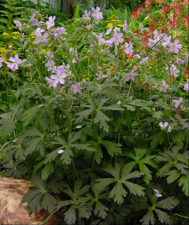 Espresso Cranesbill (Geranium M 'Espresso') - 1 gallon -Ship Only