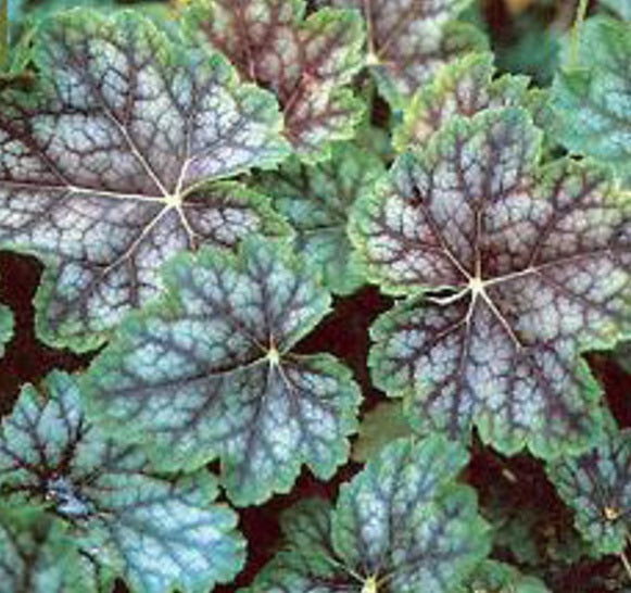 Dale's Strain Coral Bells (Heuchera americana 'Dale's Strain') - 1 gallon -Ship Only