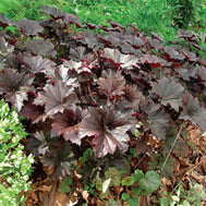Bronze Wave Coral Bells (Heuchera villosa 'Bronze Wave') - 1 gallon -Ship Only
