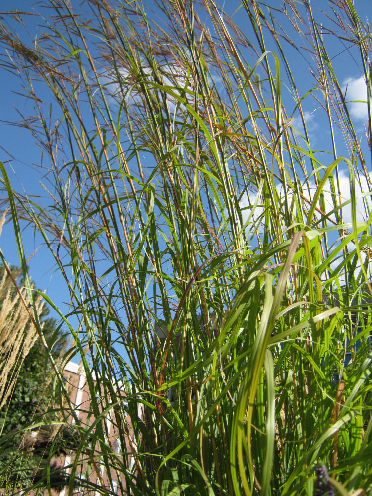 Big Bluestem Grass (Andropogon gerardii 'And. G Big Bluestem') - 2 gallon -Ship Only
