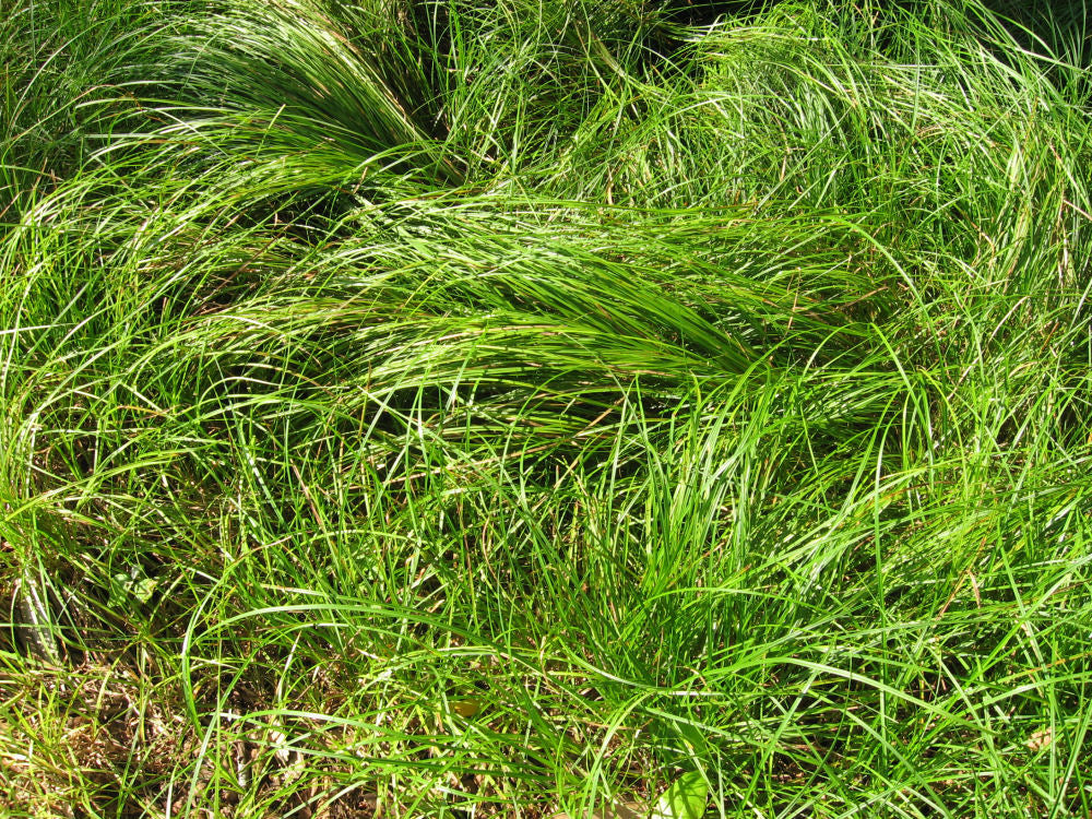 Pennsylvania Sedge (Carex pensylvanica 'Carex Pensylvanica') - 1 gallon -Ship Only