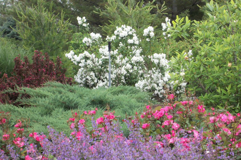 Snow White™ Mockorange (Philadelphus 'Snow Snowwhite Sensation') - 1 gallon -Ship Only