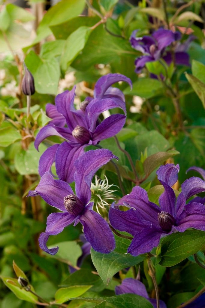 Sapphire Indigo™ Clematis (Clematis sapphire 'Cleminov51') - 1 gallon -Ship Only