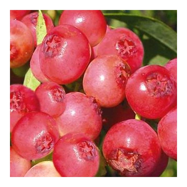 Pink Lemonade Blueberry (Vaccinium 'Pink Lemonade') - 1 gallon -Ship Only